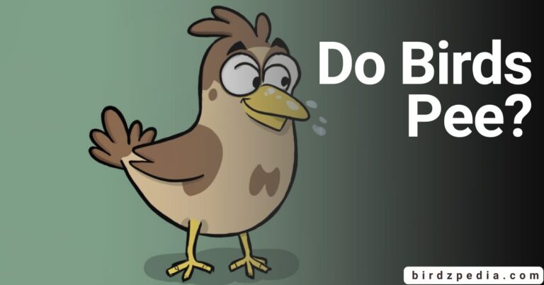 DO BIRDS PEE : Is bird poop good luck?