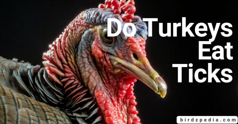 DO TURKERYS EAT TICKS ? Exploring Their Feeding Habits