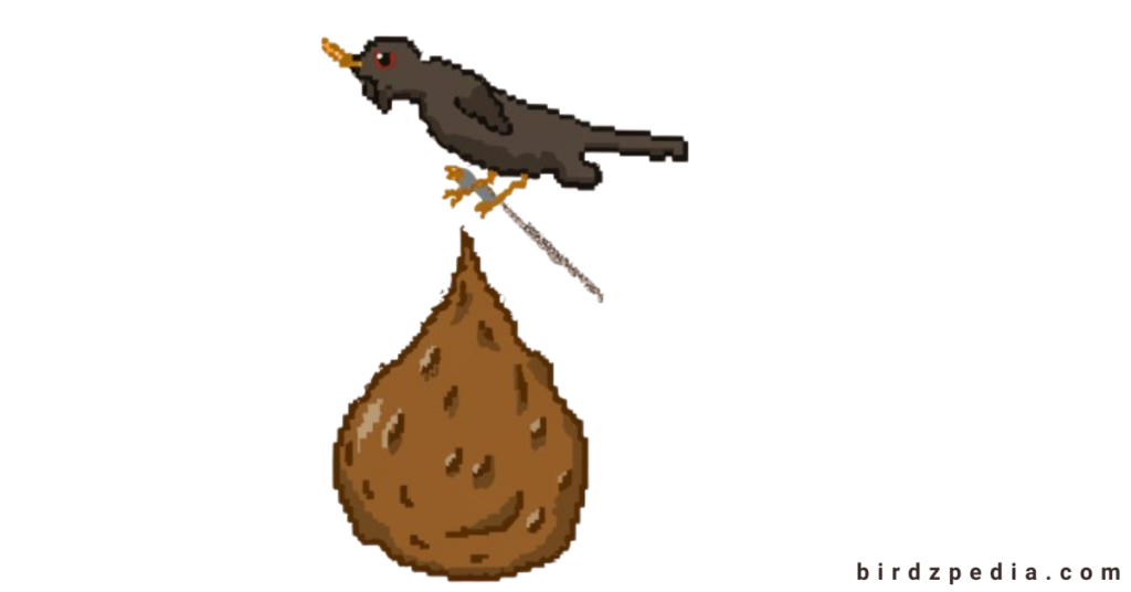 Do Birds Pee birdzpedia.com