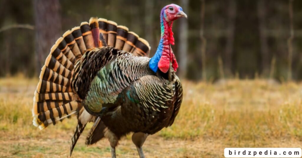 do turkeys eat ticks birdzpedia.com