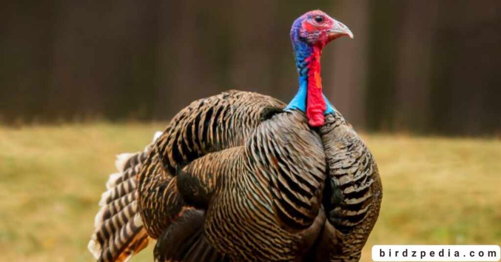 do turkeys eat ticks birdzpedia.com
