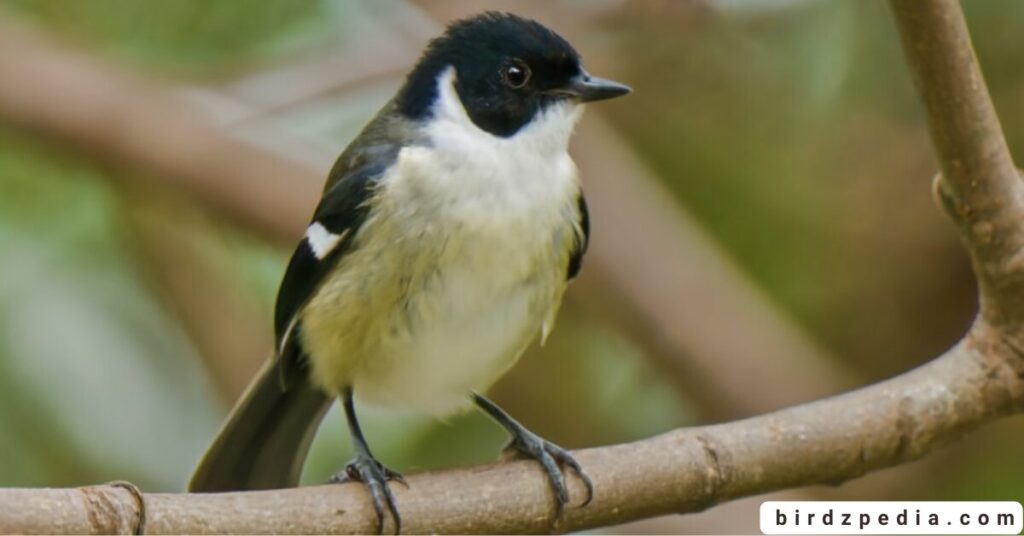 black birds with white stripe on wing birdzpedia.com
