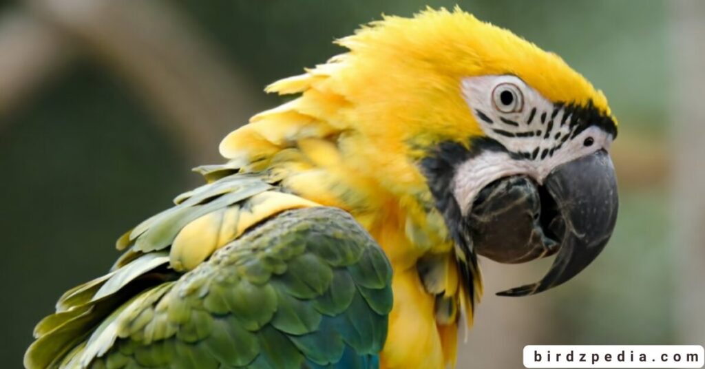 parrot symbolism birdzpedia.com