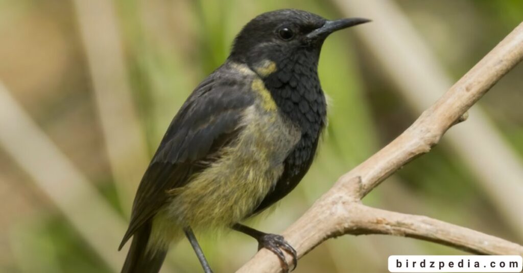 black birds with white stripe on wing birdzpedia.com