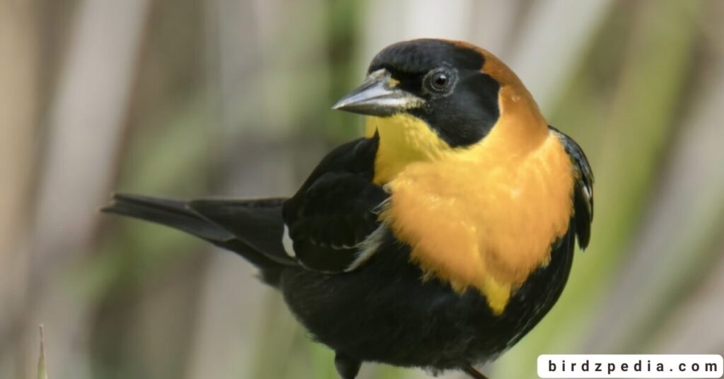 black birds with white stripe on wing birdzpedia.com