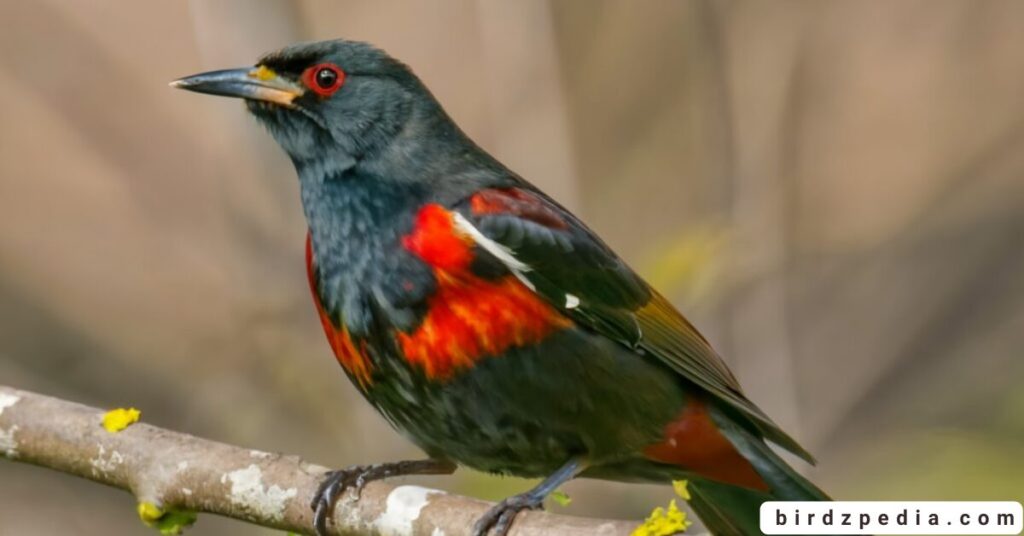 black birds with white stripe on wing birdzpedia.com