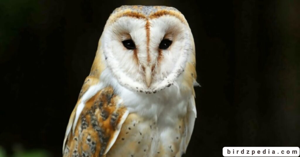barn owl symbolism birdzpedia.com