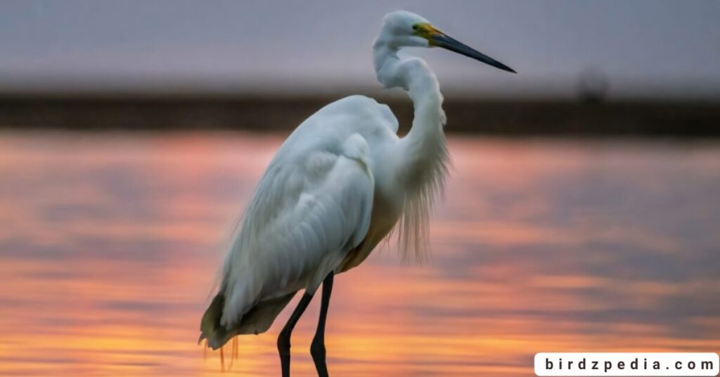 egret symbolism birdzpedia.com