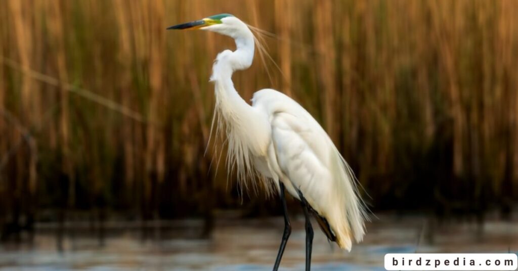 egret symbolism birdzpedia.com