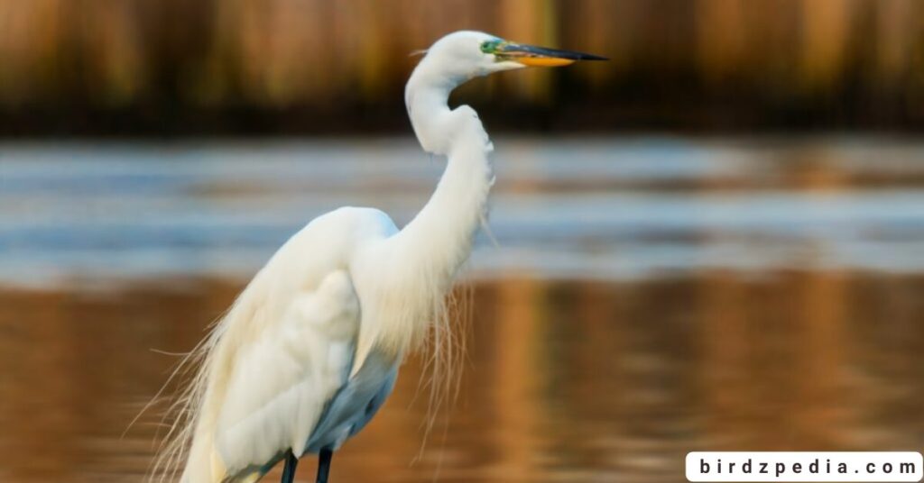 egret symbolism birdzpedia.com