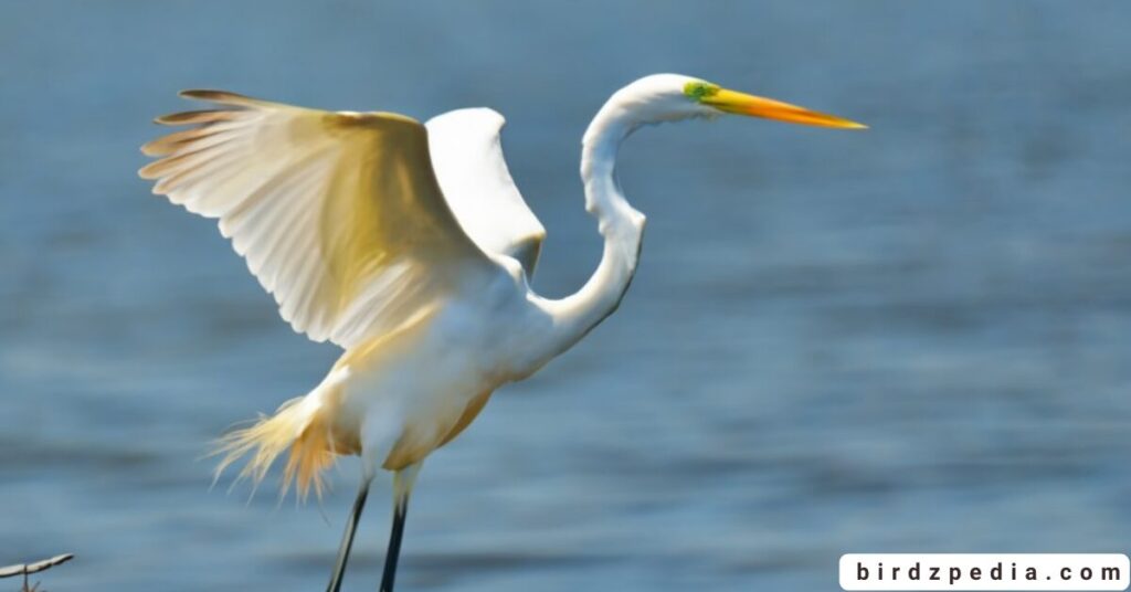 egret symbolism birdzpedia.com