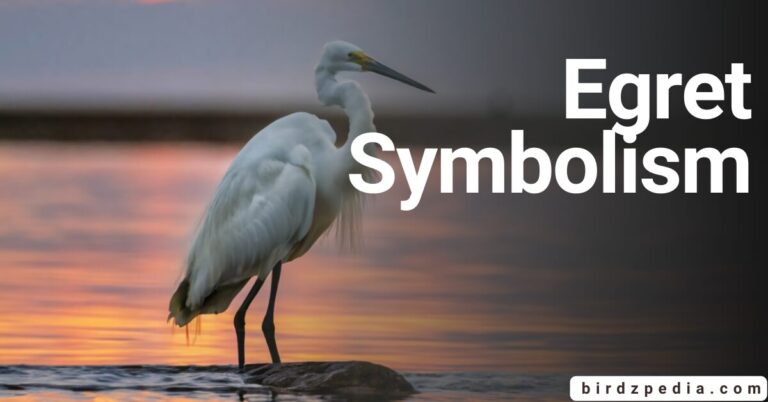 EGRET SYMBOLISM: Mystical Meaning, Cultural Believes And Totem