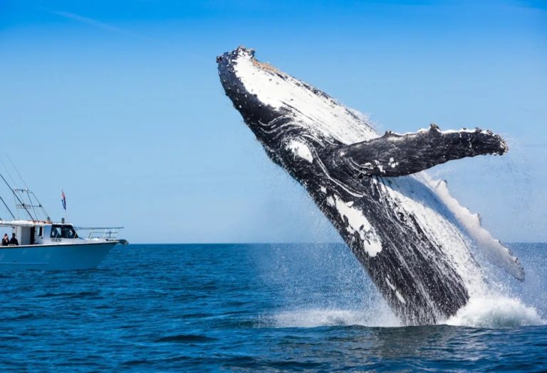 The Best Guide for Whale Watching in Batemans Bay