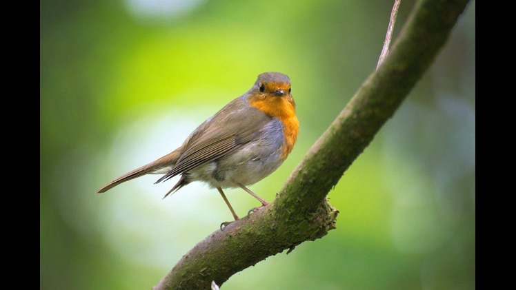 Top Rated Solar Lighting for Wildlife