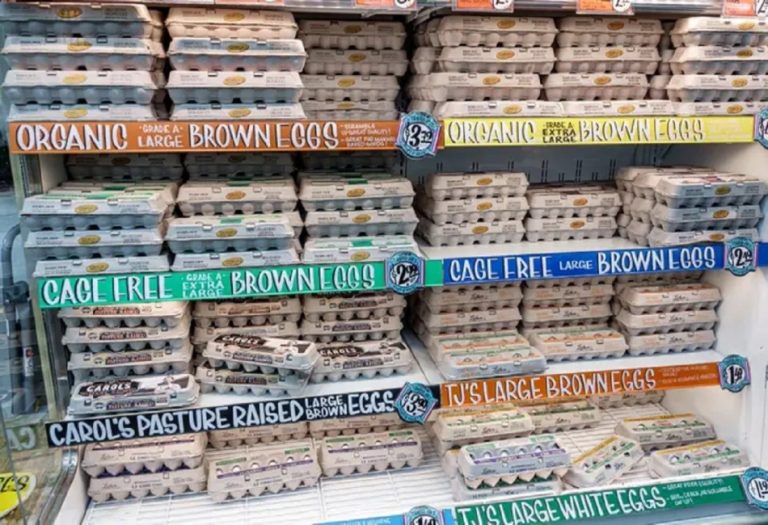 Cost-Effective Egg Cartons in Bulk for Small Businesses