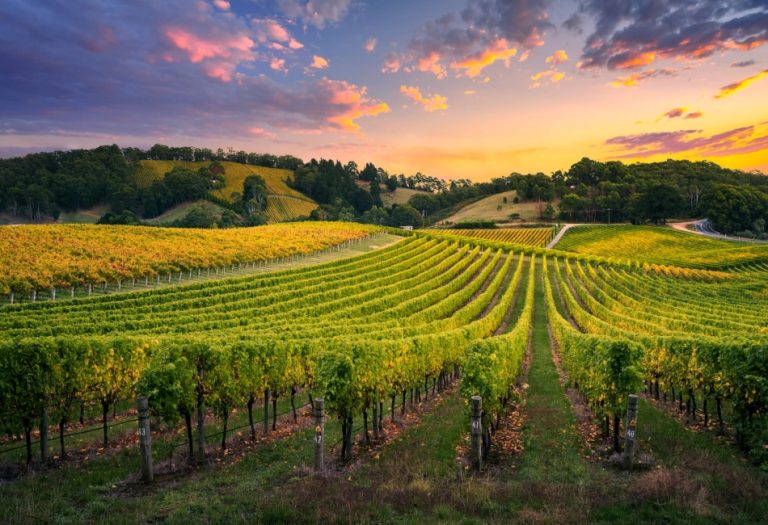 Elevating Your Winery Experience: The Best Wine Tour Technology in Action