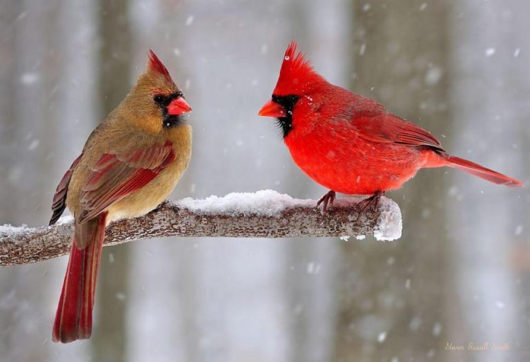 Female Cardinal: A Symbol of Beauty, Grace, and Resilience