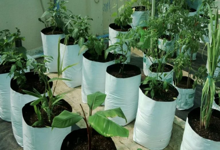 The Rise of Sustainable Grow Bags in Australia: A New Era of Gardening