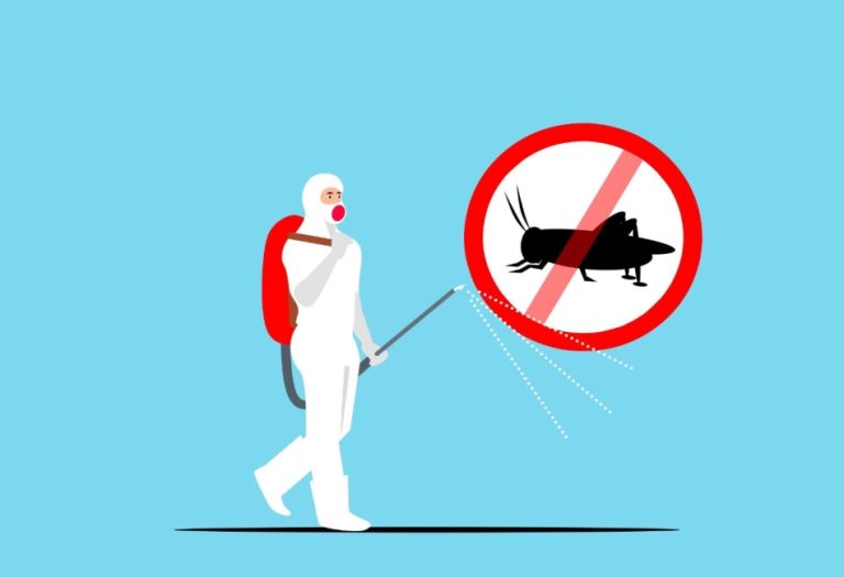 Understanding Bed Bug Feces: What It Tells You About an Infestation