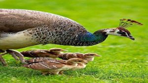 Baby Peacock