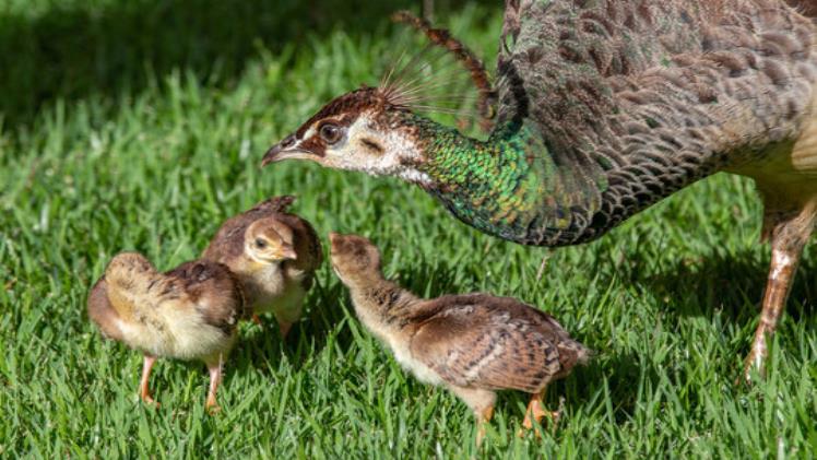 Baby Peacock: A Fascinating Journey from Chick to Majestic Bird