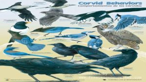 Corvids