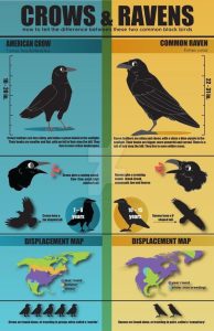 Crow vs. Raven