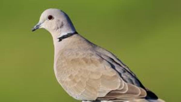 The Dove: Symbolism, Species, and Behavior