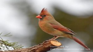 Female Cardinal
