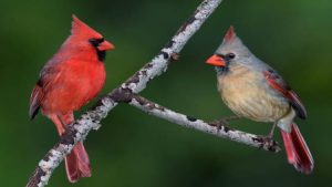 Female Cardinal
