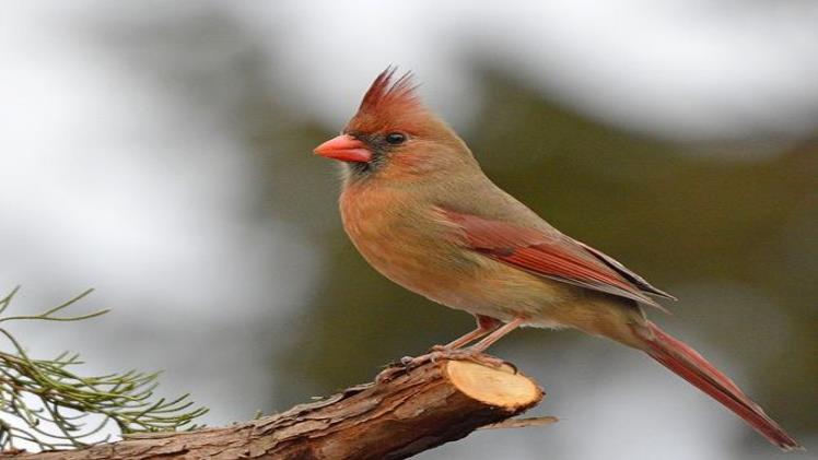 Female Cardinal: A Subtle Beauty in the Avian World