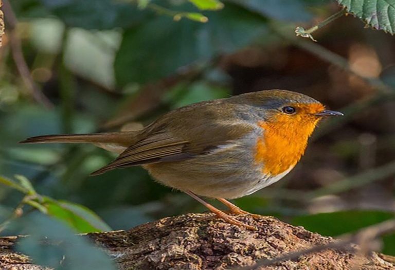 Female Robin: The Nurturing Force Behind the Garden Songbird
