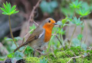Female Robin