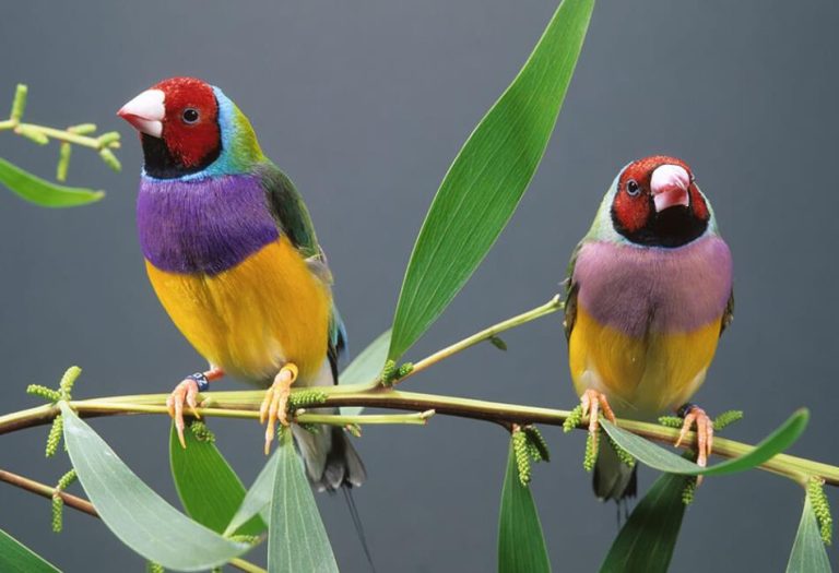 Finches: A Guide to Care, Types, and Enjoying These Charming Birds