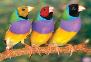 Finches