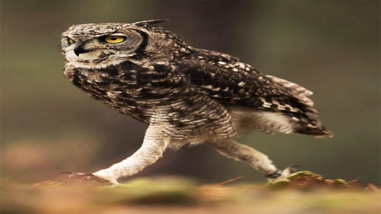 The Fascinating Anatomy of Owl Legs: Adaptations for Silent Hunting