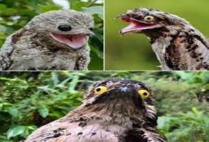  Potoo Bird
