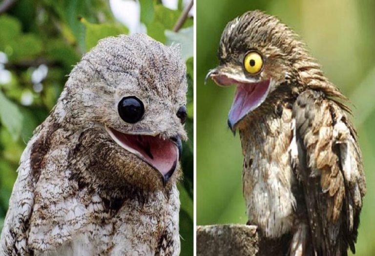 The Potoo Bird: Nature’s Master of Camouflage and Nighttime Stealth