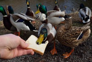 What Do Ducks Eat
