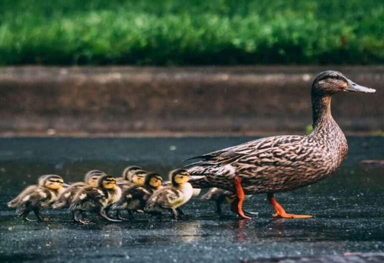 What Do Ducks Eat? A Comprehensive Guide to Feeding Ducks
