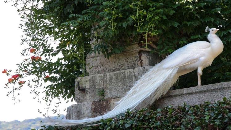 White Peacock: The Majestic Beauty of Nature’s Rarest Avian Gem