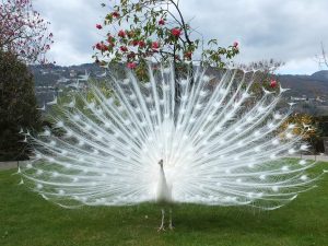 white peacock