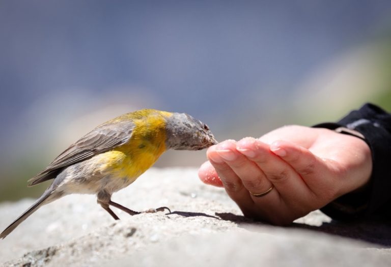 8 Best Places To Go Birdwatching Around the World