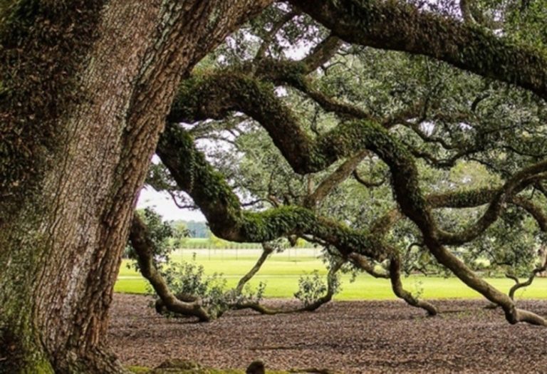 Recognizing Hazardous Trees