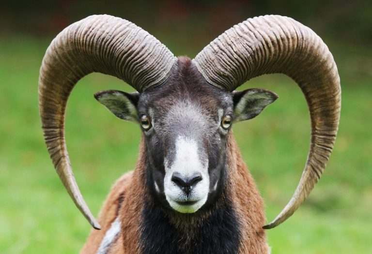The Ram Horn: Understanding Its Symbolism in Religious Practices