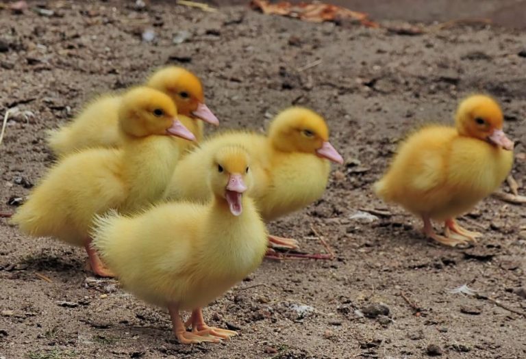 Baby Ducks: A Journey from Hatchling to Fledgling