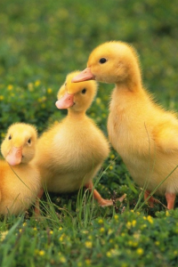 Baby Ducks