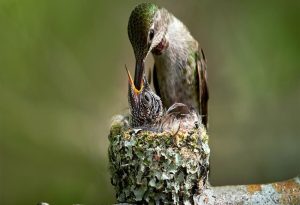 baby hummingbird