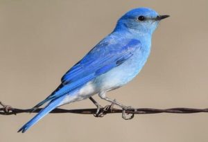 Bluebird