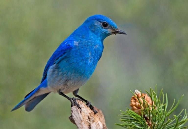 The Bluebird: A Symbol of Happiness and Beauty in Nature